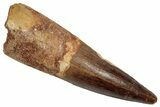 Fossil Spinosaurus Tooth - Real Dinosaur Tooth #345427-1